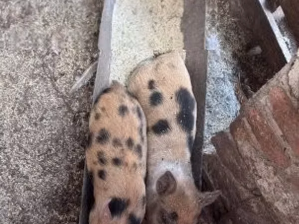 Schweine (Partie, Geschlecht nicht angegeben), Schweine
