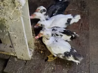 Ducks — الصورة 4