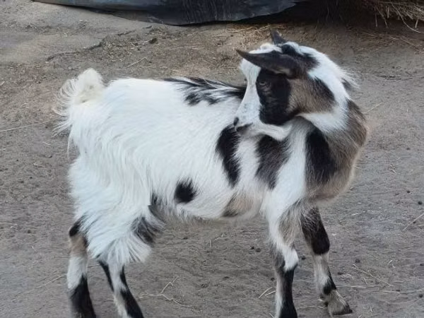 Billy Goat, Goats