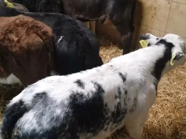 牛只（批次，未指定性别）, Cattle