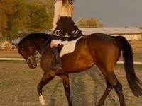 公马, Hanoverian — 照片 6