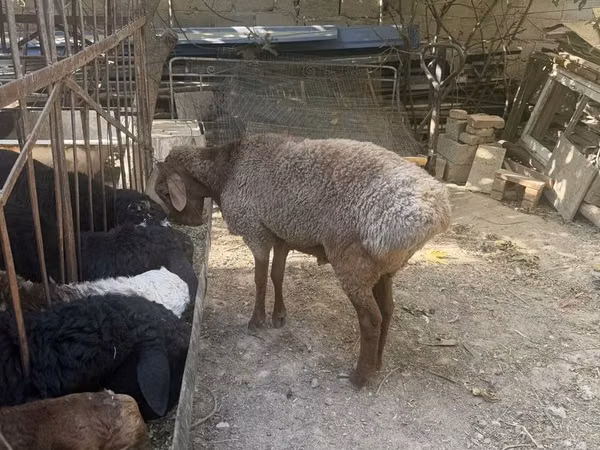 Ram, Sheep