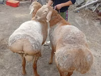 Ram, Arashan sheep — photo 5