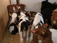 牛只（批次，未指定性别）, Simmental cattle — 照片 6
