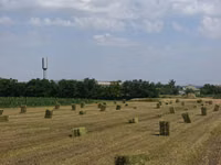 Люцерна — photo 2