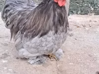 Pekin-Zwerg — Foto 4