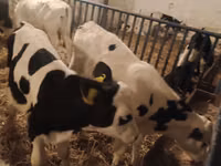 ثور, Russian Black pied cattle — الصورة 4