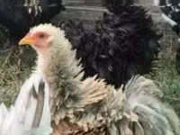 Pekin-Zwerg — Foto 5