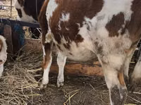Toro, Simmental cattle — foto 1