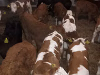 公牛, Simmental cattle — 照片 2