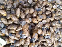 Snail Feed Supplement(10kg) — 照片 4