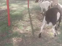 Goats (batch, sex not specified), Goats — photo 6