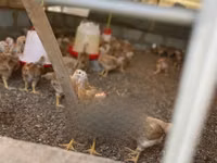 Shamo chickens — photo 5