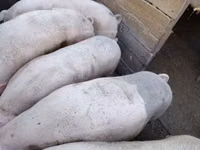 Schweine (Partie, Geschlecht nicht angegeben) — Foto 5