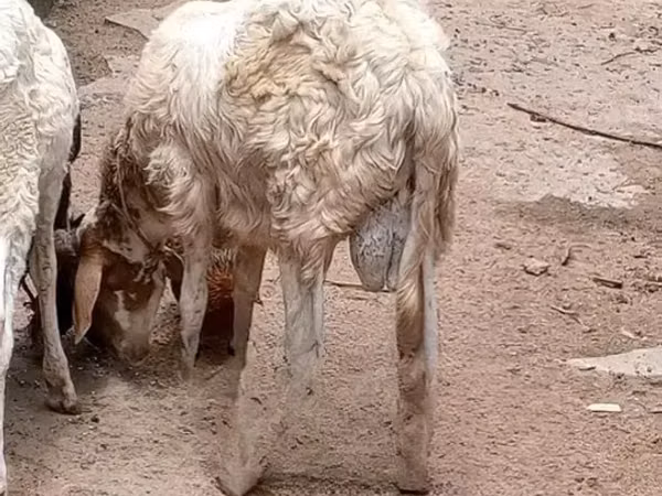 Sheep (batch, sex not specified), Sheep