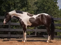 Hengst, Friesian — Foto 5