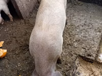 Verro, Cerdos — foto 1
