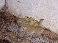 Ducks — foto 2