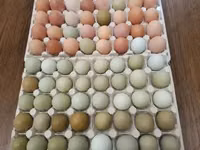 Chickens — photo 4