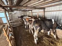 Bull, Cattle — photo 1