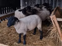 绵羊（批次，未指定性别）, White Suffolk sheep — 照片 4