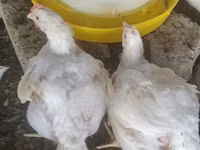 Chickens — Foto 2
