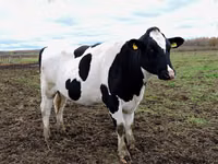 Cow, Russian Black pied cattle — photo 4