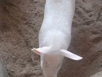 Pigs (batch, sex not specified) — photo 2