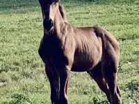 Horse (M), Rocky Mountain Horse — photo 3