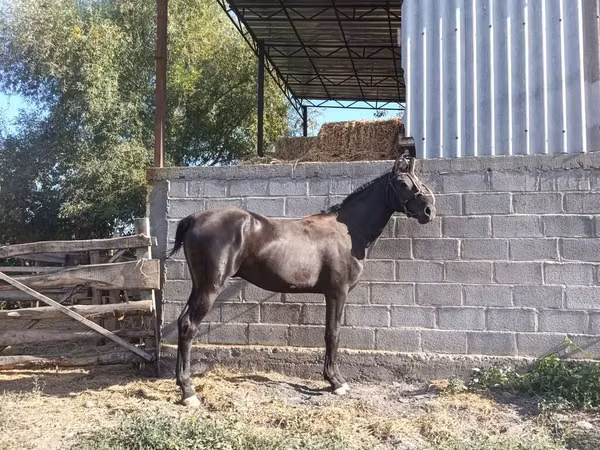 Horse (M), Friesian sport horse