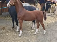 حصان, Dutch warmblood horse — الصورة 1