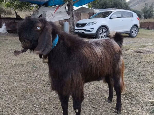 बकरा, बकरियाँ