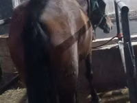 فرس, Budyonny horse — الصورة 8