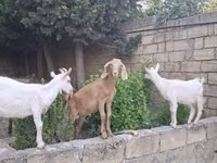 公山羊, Goats — 照片 3