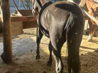 Mare, Horses — photo 1