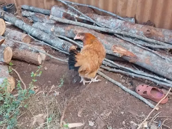 Gallinas Shamo