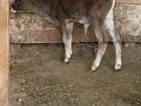 Toro, Raza Alatau — foto 3