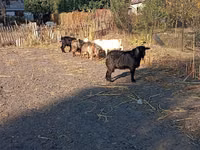 Ziegenbock, Ziegen — Foto 7
