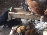 Chickens — photo 1