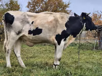 गाय, Russian Black pied cattle — फ़ोटो 1