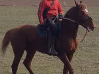Hengst, Trakehner — Foto 4
