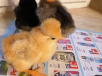 Chickens — Foto 5