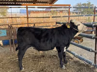 Bulle, Simmental cattle — Foto 2