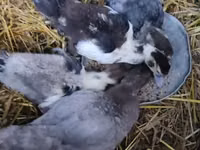 Ducks — फ़ोटो 1