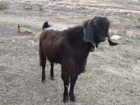 बकरा, बकरियाँ — फ़ोटो 6