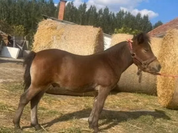 حصان, الخيول