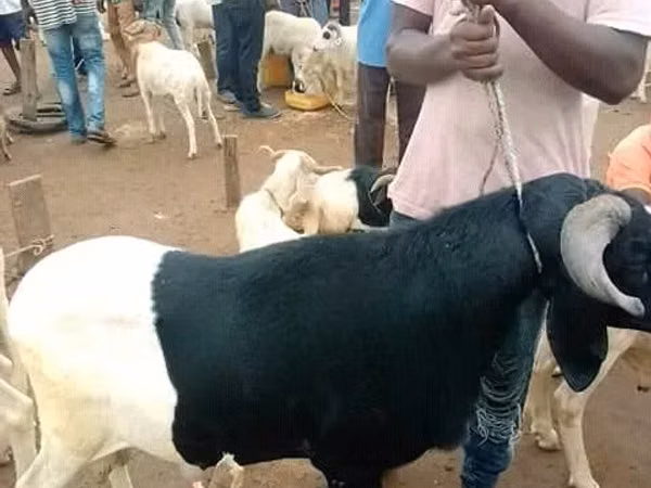 Carnero, Ovejas — Ghana