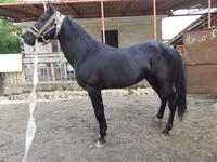 حصان, Budyonny horse — الصورة 4