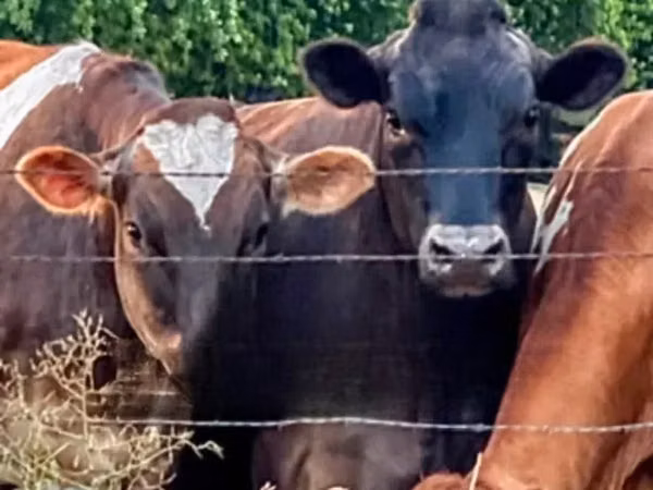 Cow, Hereford