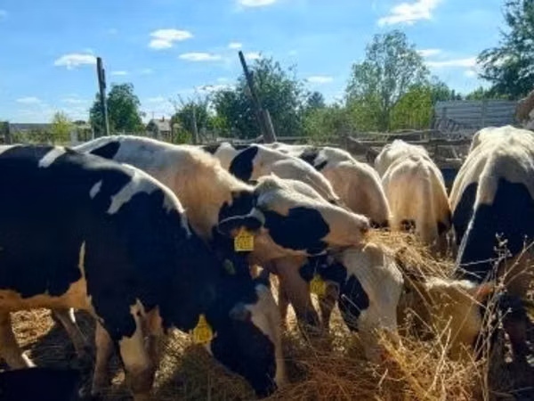Bulle, Russian Black pied cattle